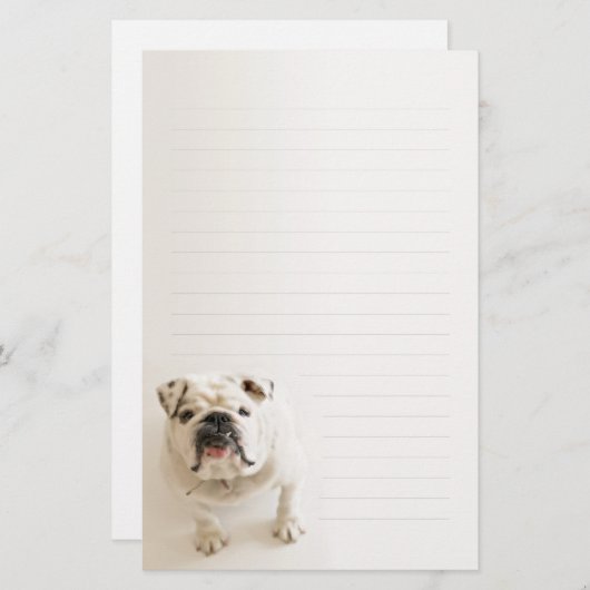 忠節で白いブルドッグによって並べられる筆記用紙 便箋 (正面/裏面)