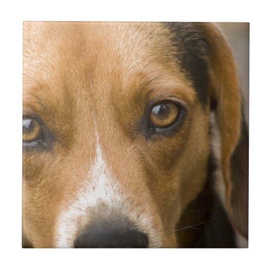 忠節なビーグル犬の猟犬の猟犬 タイル (正面)