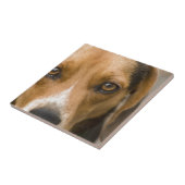 忠節なビーグル犬の猟犬の猟犬 タイル (側面)