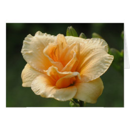 快活-ワスレグサ