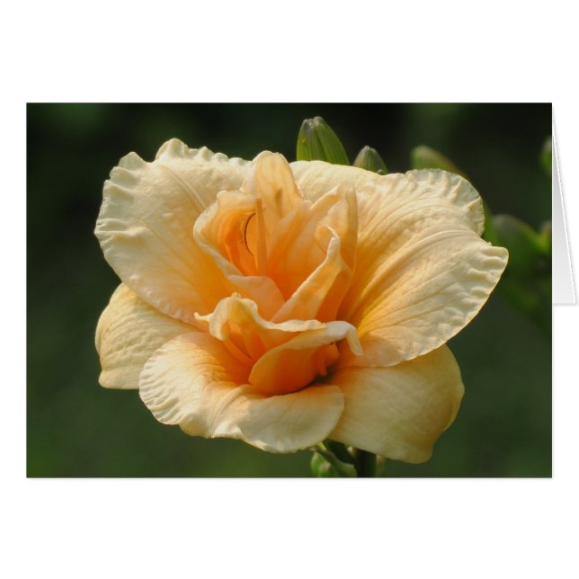 快活-ワスレグサ (正面横)