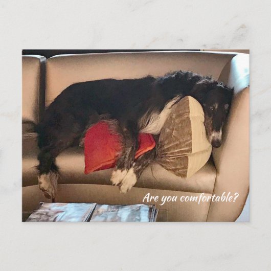 快適なボルゾイ葉書 ポストカード (正面)