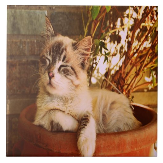 快適な眠い子猫 タイル (正面)