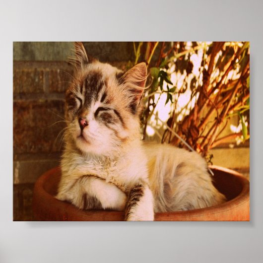 快適な眠い子猫 ポスター (正面)