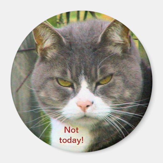怒おもしろいCATことわざ「NOT TODAY!」 マグネット (正面)