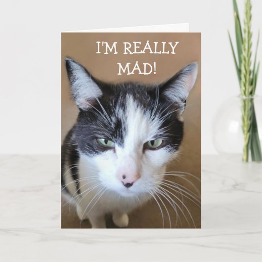 怒がん猫 カード (正面)