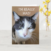 怒がん猫 カード (黄色い花)