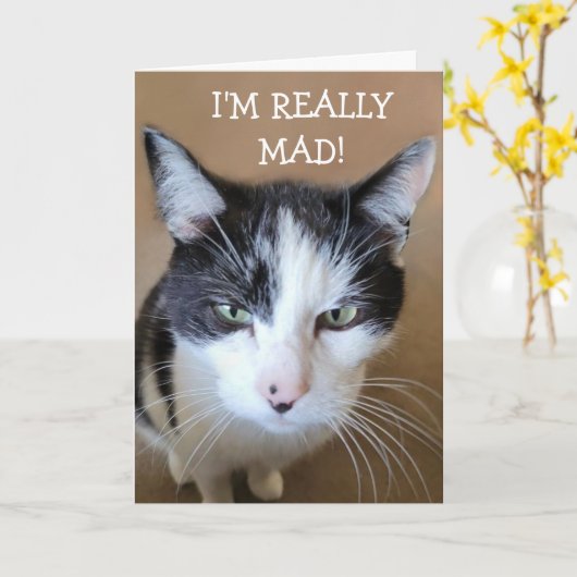 怒がん猫 カード (黄色い花)