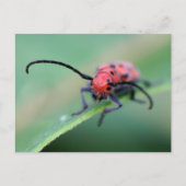 怒った赤いカブトムシの自然写真 ポストカード (正面)