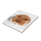 怒っているペルシャのパフの球の子ネコ タイル (側面)