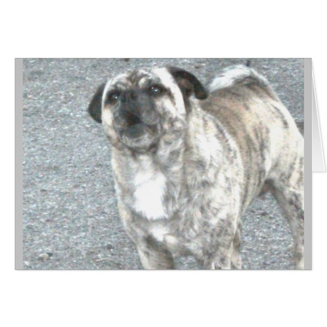 怒りの吠えるブルドッグ (正面横)