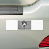 怒猫 バンパーステッカー (車上)
