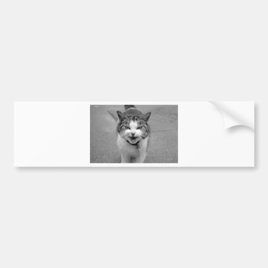 怒猫 バンパーステッカー (正面)