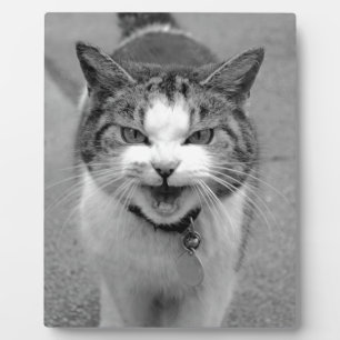 怒猫 フォトプラーク