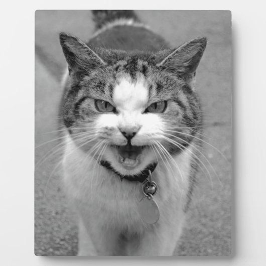 怒猫 フォトプラーク (正面)