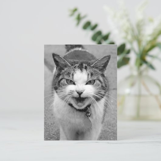 怒猫 ポストカード (スタンド正面)