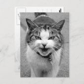 怒猫 ポストカード (正面/裏面)