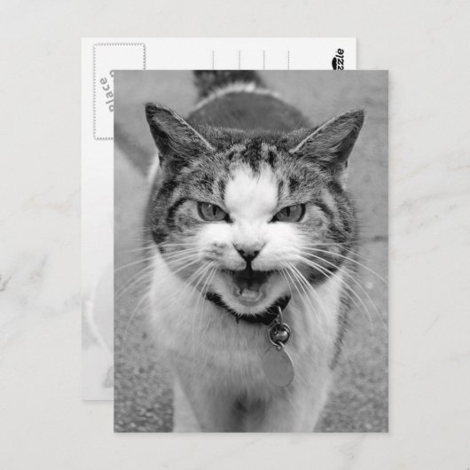 怒猫 ポストカード (正面/裏面)