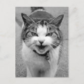 怒猫 ポストカード (正面)