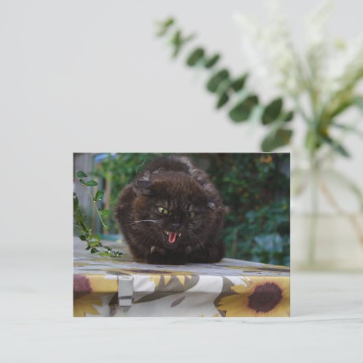 怒猫 ポストカード (スタンド正面)