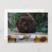 怒猫 ポストカード (正面/裏面)