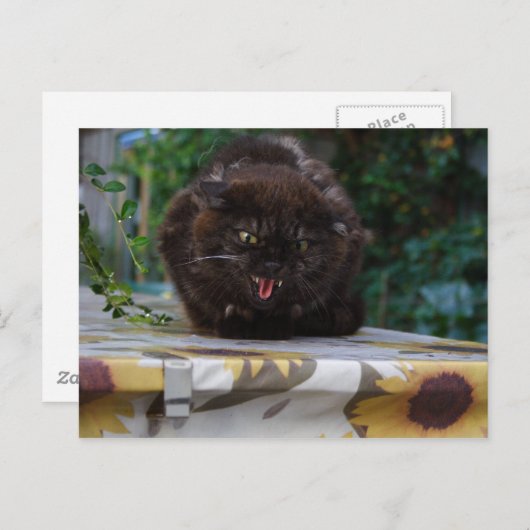 怒猫 ポストカード (正面/裏面)