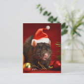 怒矮星。 ポストカード (スタンド正面)