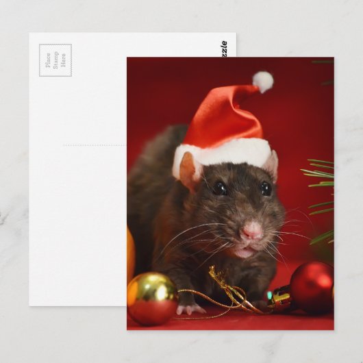 怒矮星。 ポストカード (正面/裏面)