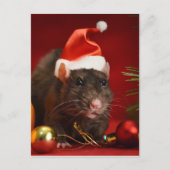 怒矮星。 ポストカード (正面)