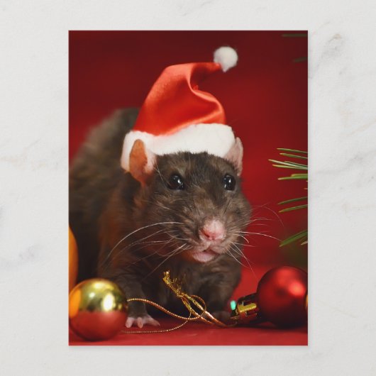 怒矮星。 ポストカード (正面)