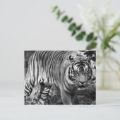 怒虎 ポストカード (スタンド正面)