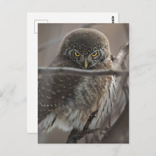 怒見る ポストカード (正面/裏面)