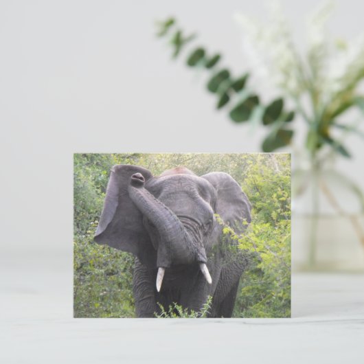 怒象 ポストカード (スタンド正面)