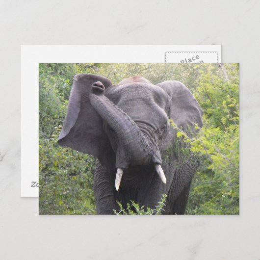 怒象 ポストカード (正面/裏面)