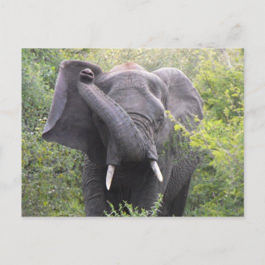怒象 ポストカード (正面)