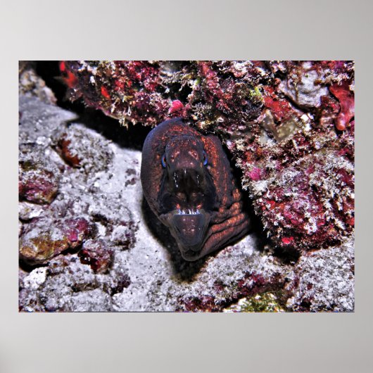 怒鰻 ポスター (正面)