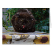 怒黒猫 (正面横)