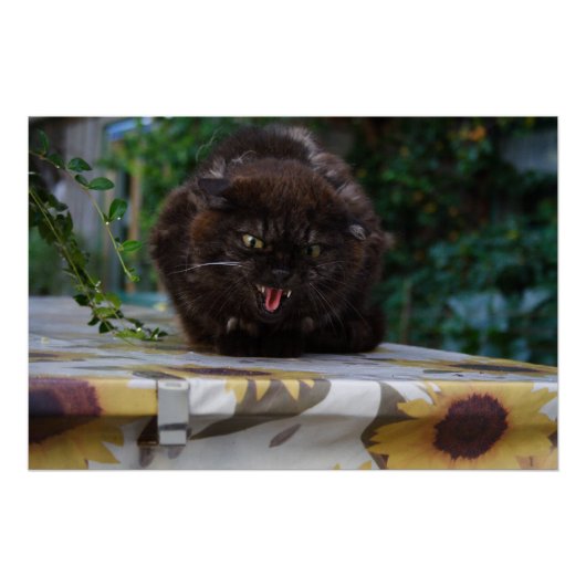 怒黒猫 ポスター (正面)