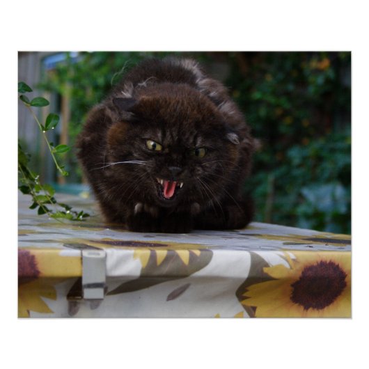 怒黒猫 ポスター (正面)