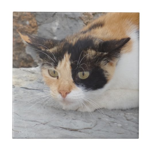 怒Cat Small(4.25インチ×4.25インチ)セラミック製フォトタイル タイル (正面)