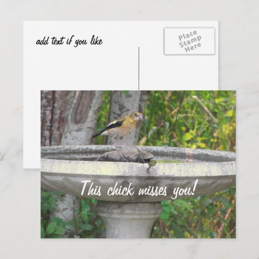 怒Looking Bird with your phrase ポストカード (正面/裏面)