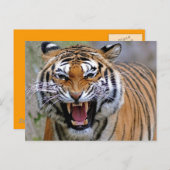 怒Tiger Postcard ポストカード (正面/裏面)