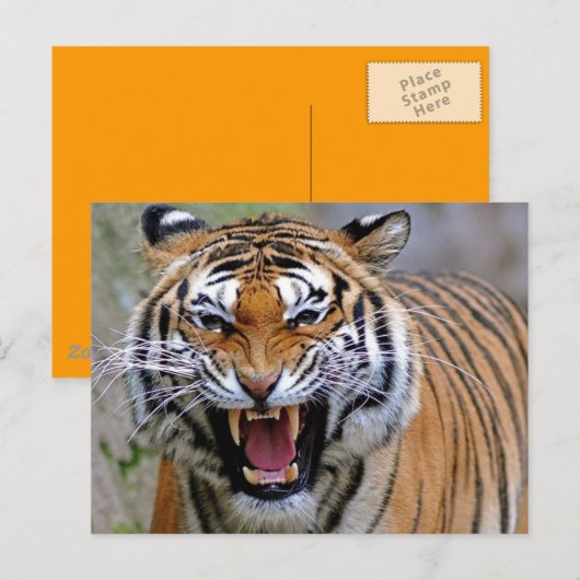 怒Tiger Postcard ポストカード (正面/裏面)
