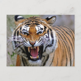怒Tiger Postcard ポストカード