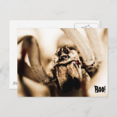 怖いオオカグモ ポストカード (正面/裏面)