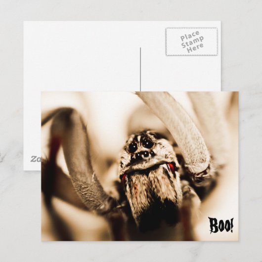 怖いオオカグモ ポストカード (正面/裏面)