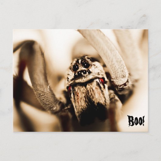 怖いオオカグモ ポストカード (正面)