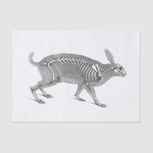 怖いヴィンテージバニー骨格 薄葉紙 (正面)