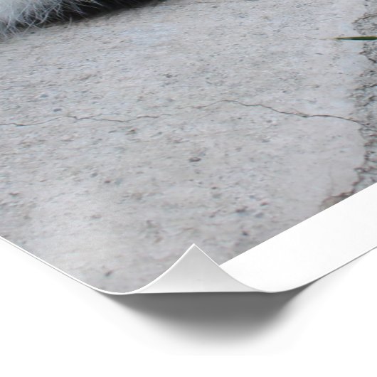 怖がる必要はない猫やる気を起こさせる引用文 ポスター (コーナー)