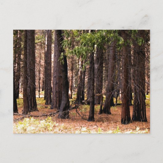 思いやりが大事 ポストカード (正面)